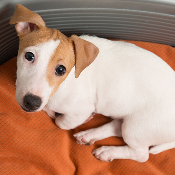 Kağıthane Köpek Eğitimi