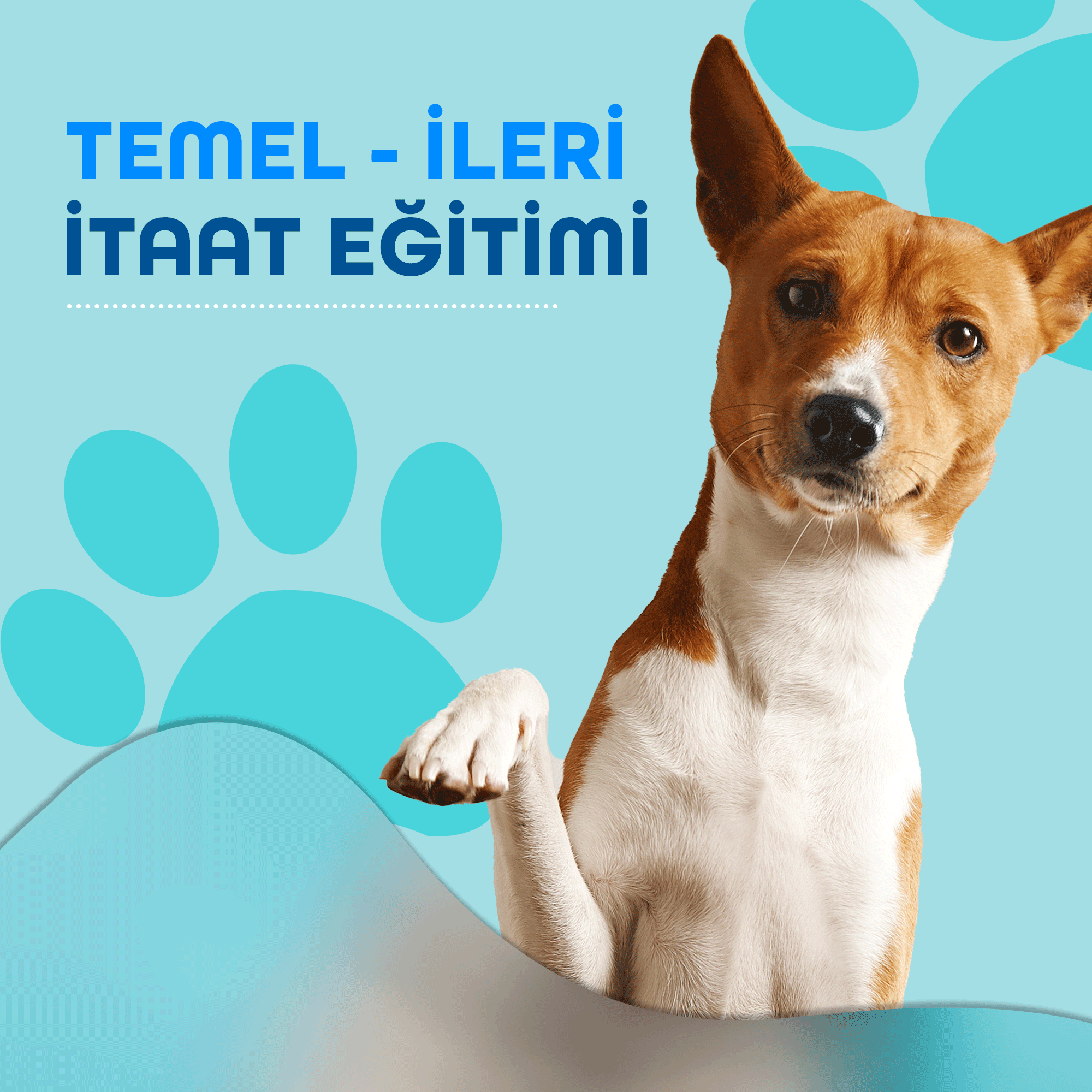 Temel-İleri İtaat Eğitimi