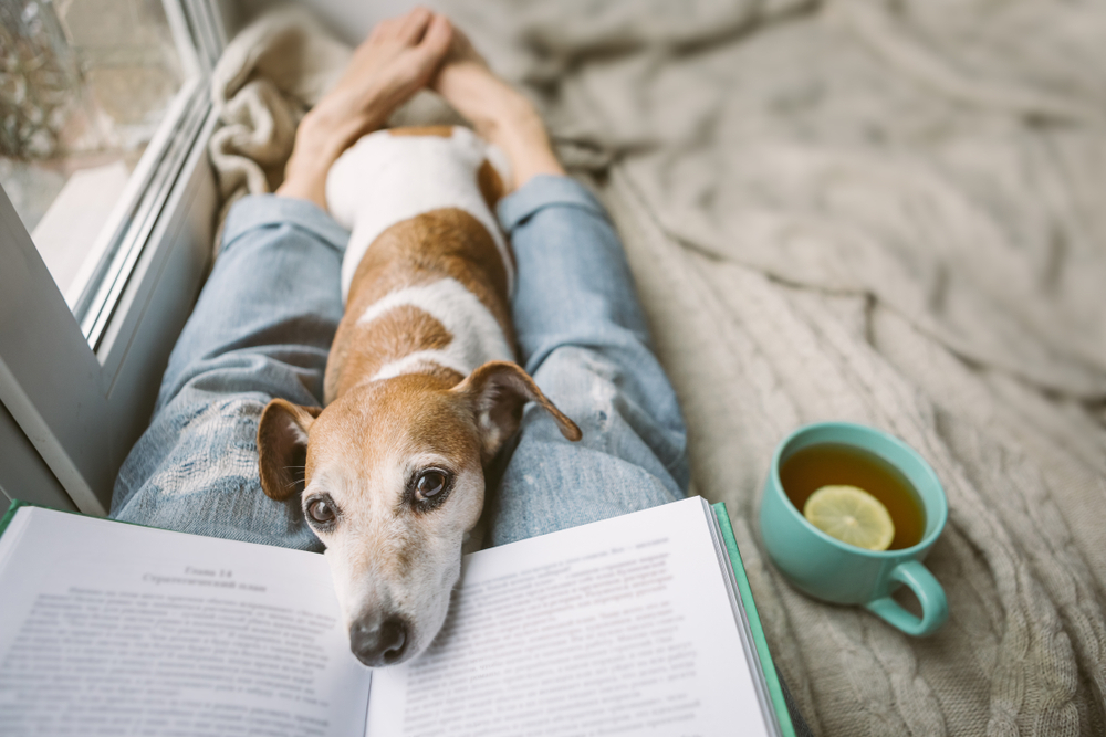 Evde Köpek Eğitiminin Avantajları