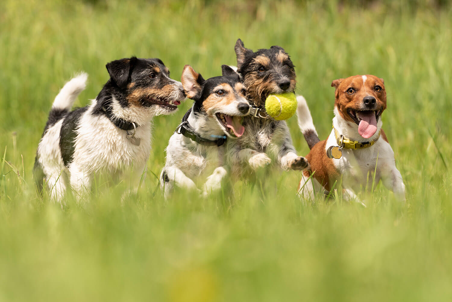 Yaz Sıcağında Köpek Bakımı Nasıl Olmalı?