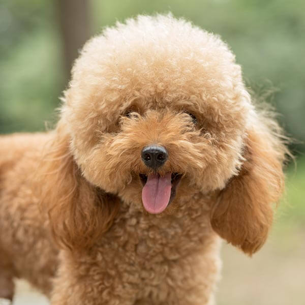 Beşiktaş Köpek Eğitimi