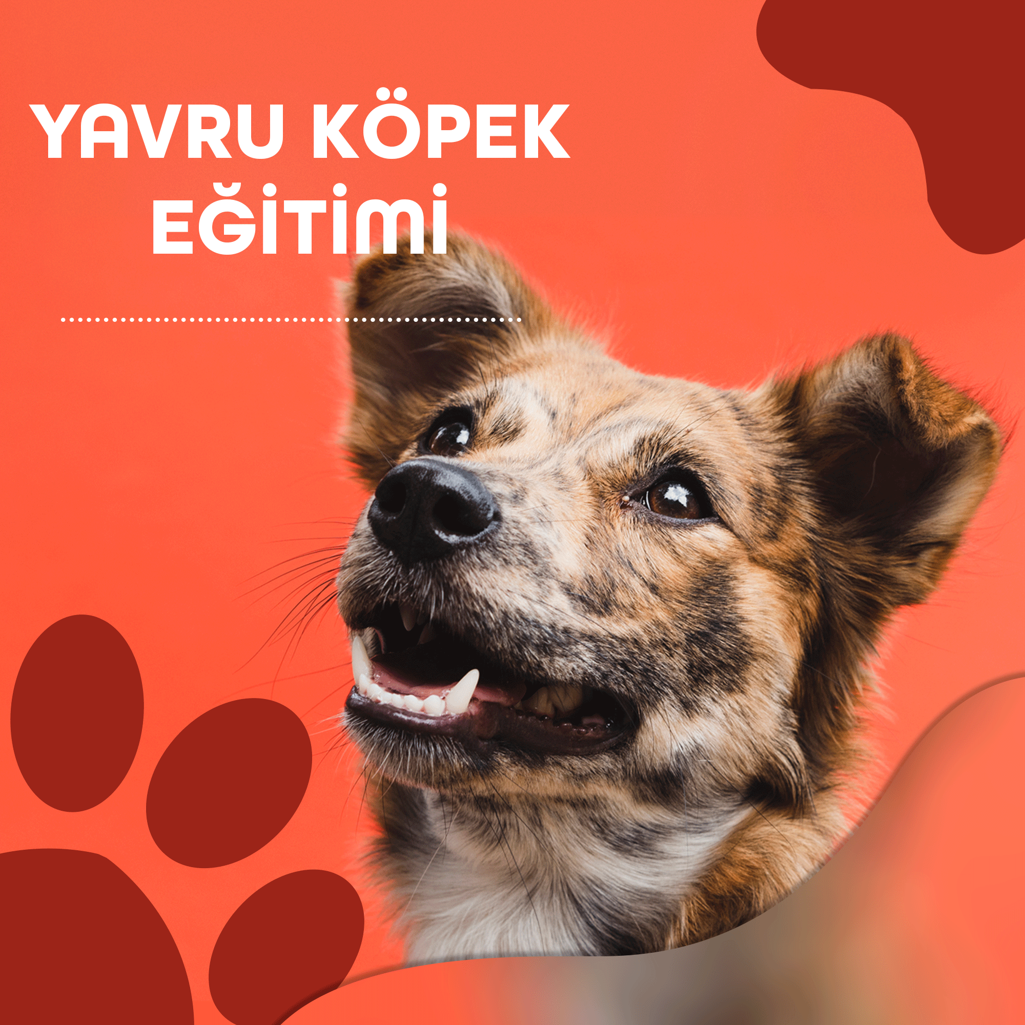 Yavru Köpek Eğitimi