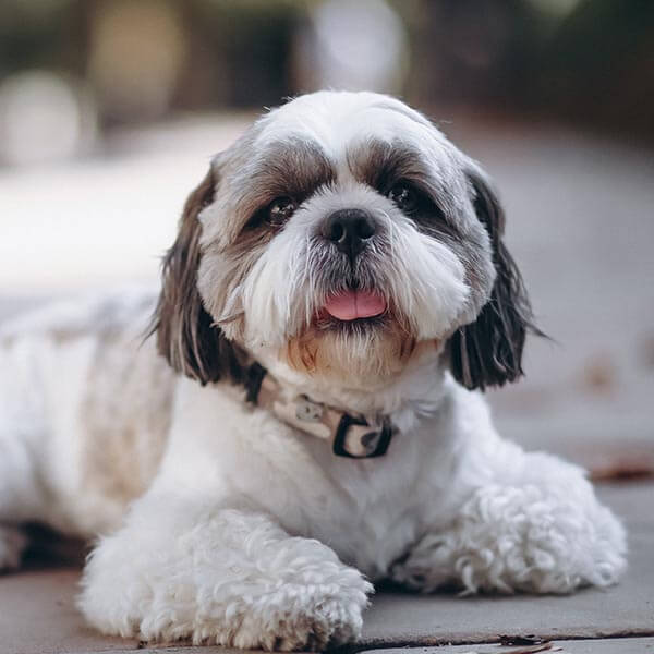 Bakırköy Köpek Eğitimi