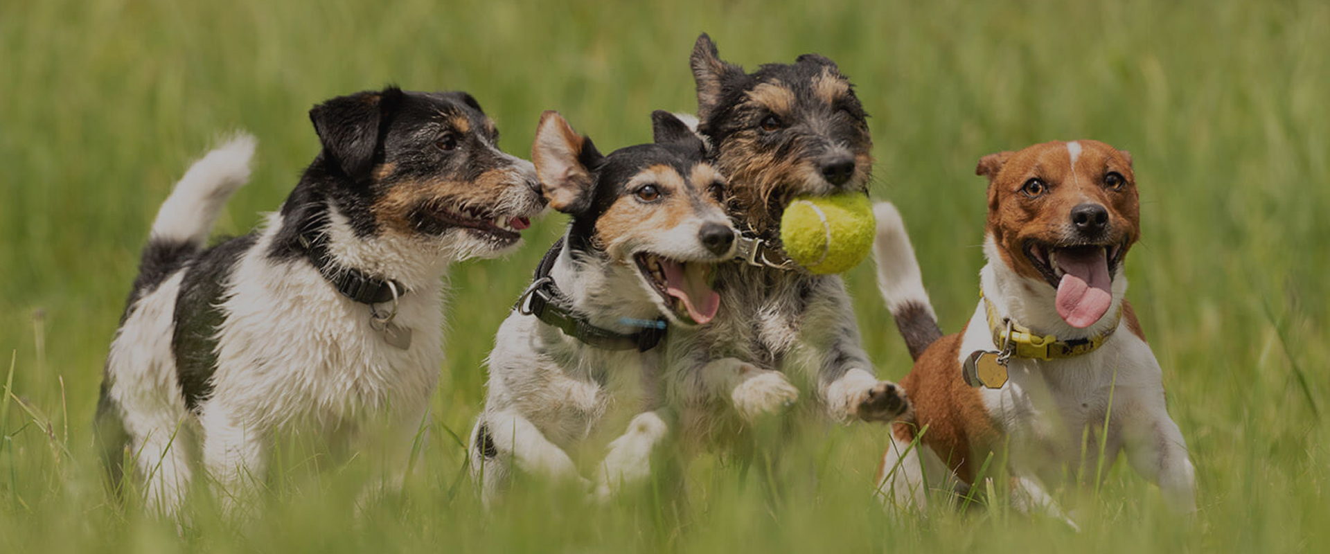 KÖPEĞİNİZİN EĞİTİMLİ OLMASINI İSTEMEZ MİSİNİZ?