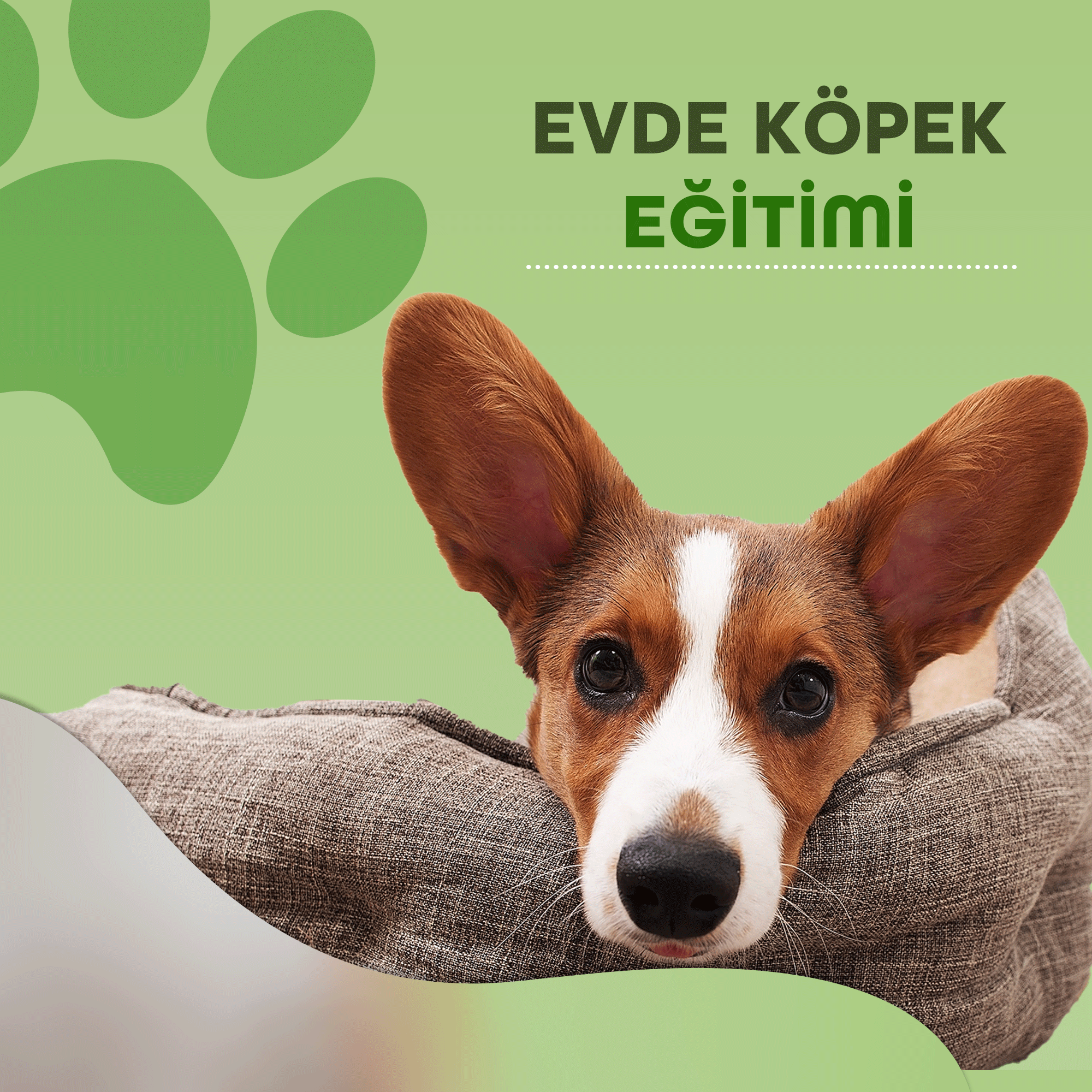 Evde Köpek Eğitimi